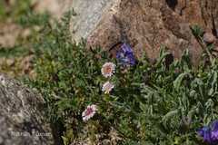 Psychrogeton andryaloides